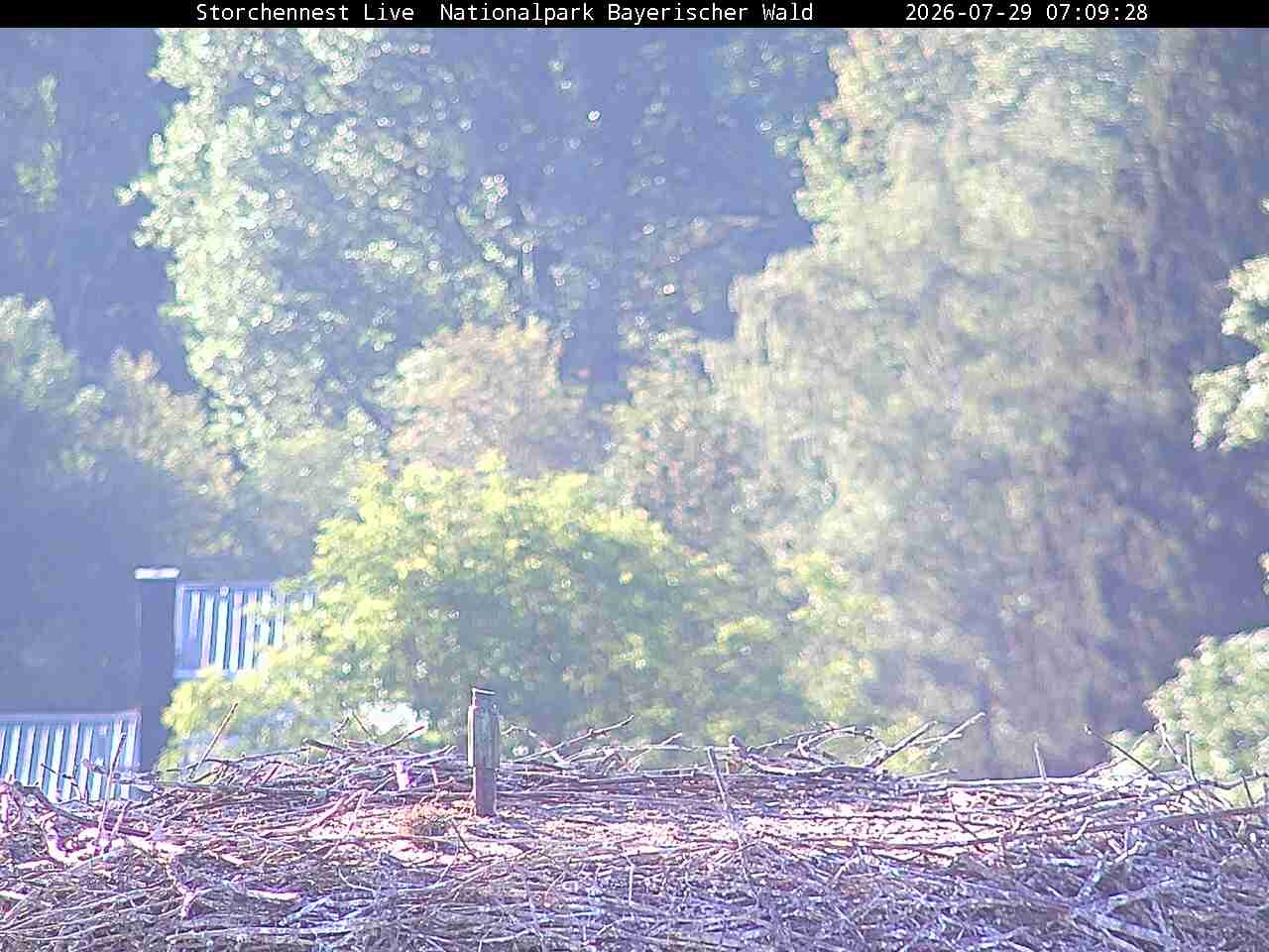 Archiv Foto Webcam Nationalpark Bayerischer Wald - Storchennest - Grafenau