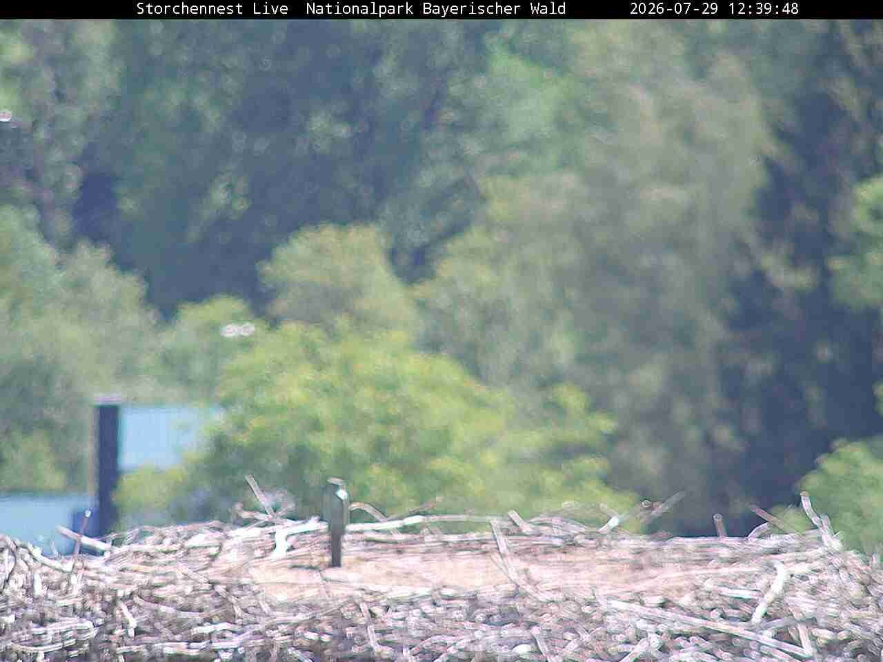 Archiv Foto Webcam Nationalpark Bayerischer Wald - Storchennest - Grafenau