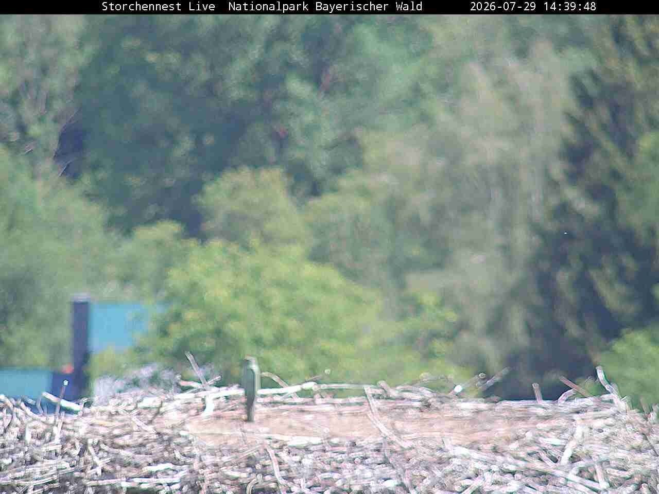 Archiv Foto Webcam Nationalpark Bayerischer Wald - Storchennest - Grafenau