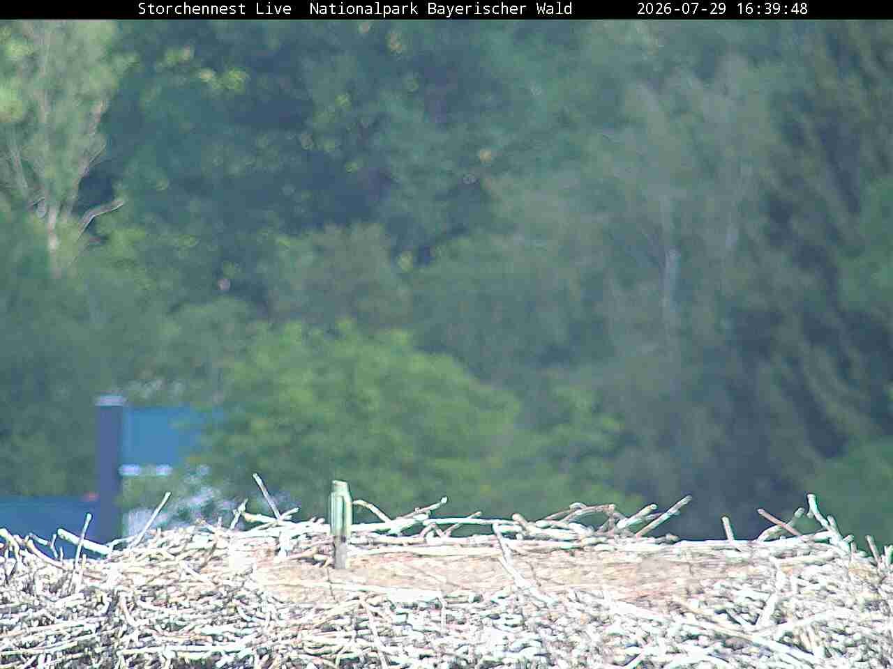 Archiv Foto Webcam Nationalpark Bayerischer Wald - Storchennest - Grafenau