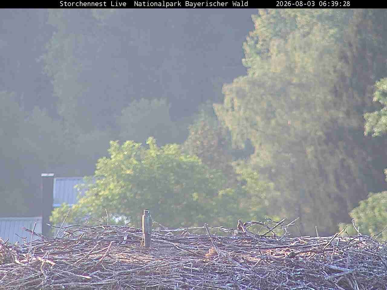 Archiv Foto Webcam Nationalpark Bayerischer Wald - Storchennest - Grafenau
