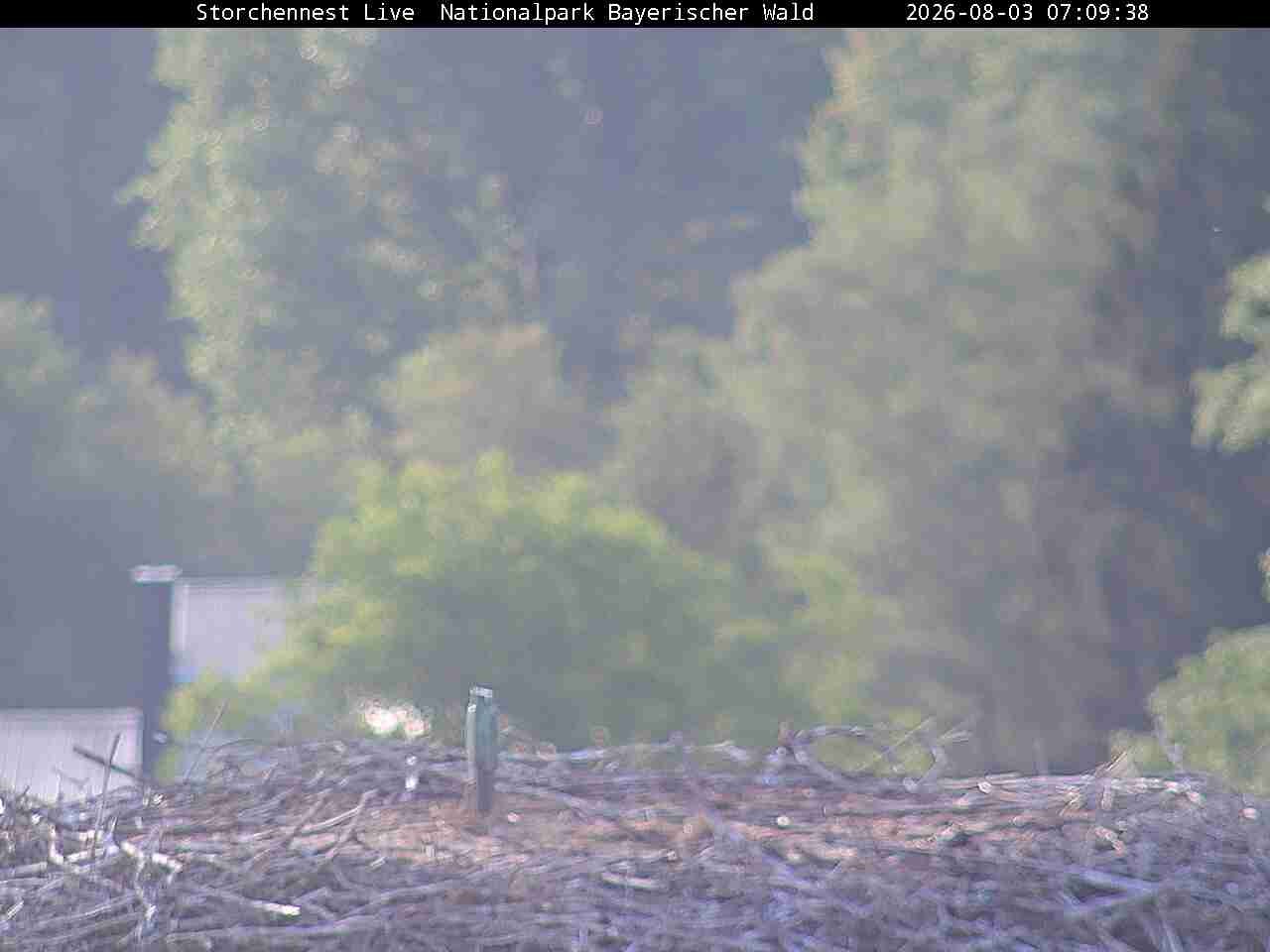 Archiv Foto Webcam Nationalpark Bayerischer Wald - Storchennest - Grafenau