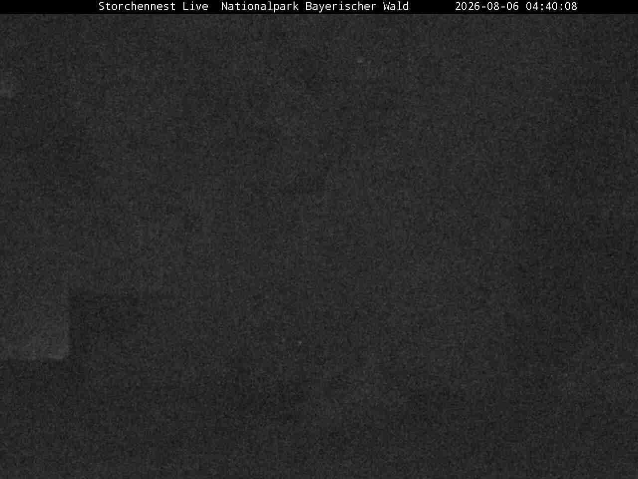 Archiv Foto Webcam Nationalpark Bayerischer Wald - Storchennest - Grafenau