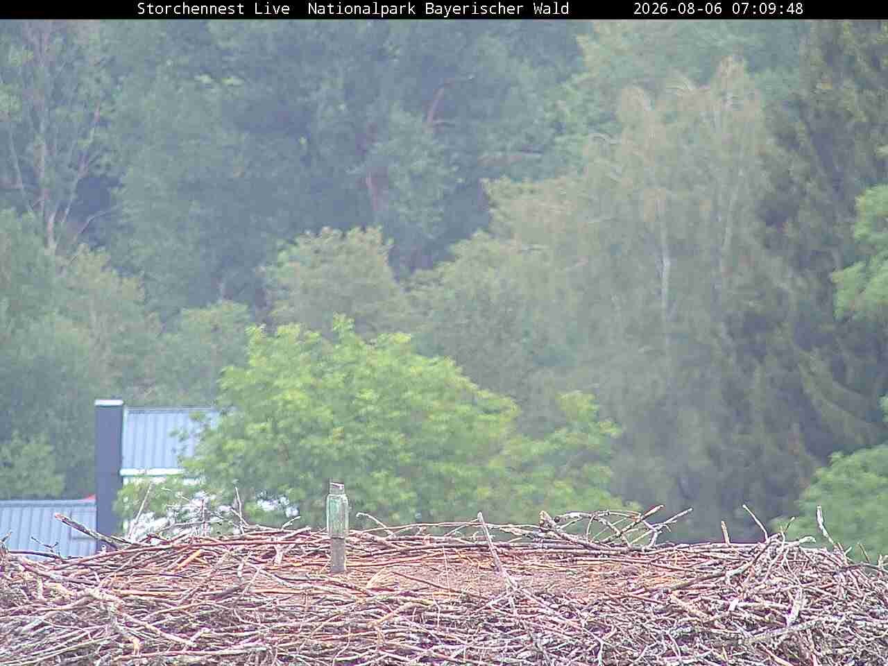Archiv Foto Webcam Nationalpark Bayerischer Wald - Storchennest - Grafenau