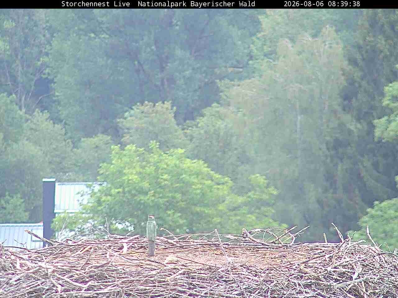 Archiv Foto Webcam Nationalpark Bayerischer Wald - Storchennest - Grafenau