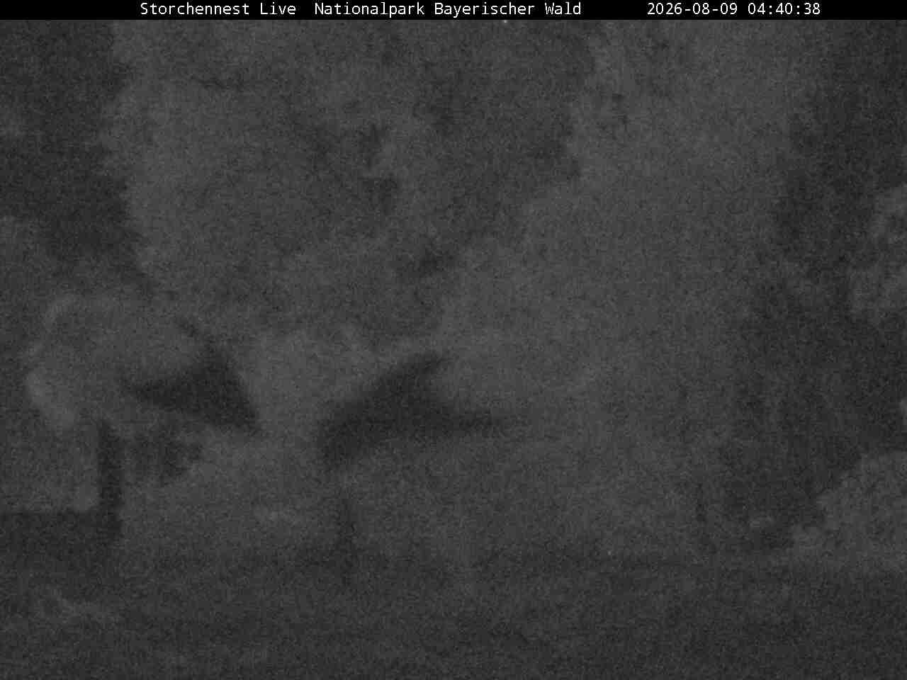 Archiv Foto Webcam Nationalpark Bayerischer Wald - Storchennest - Grafenau