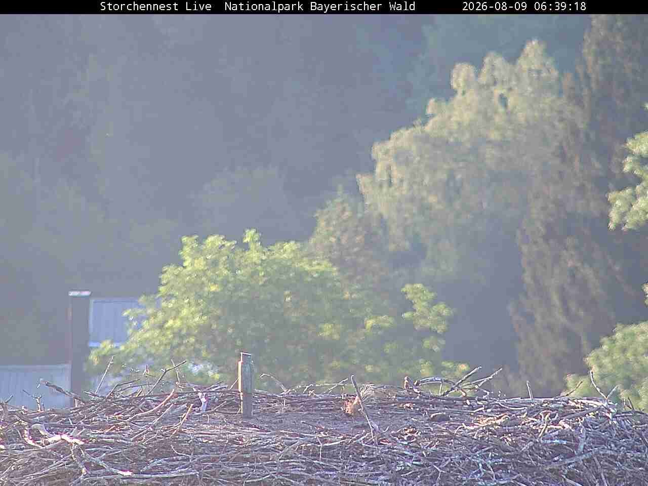 Archiv Foto Webcam Nationalpark Bayerischer Wald - Storchennest - Grafenau