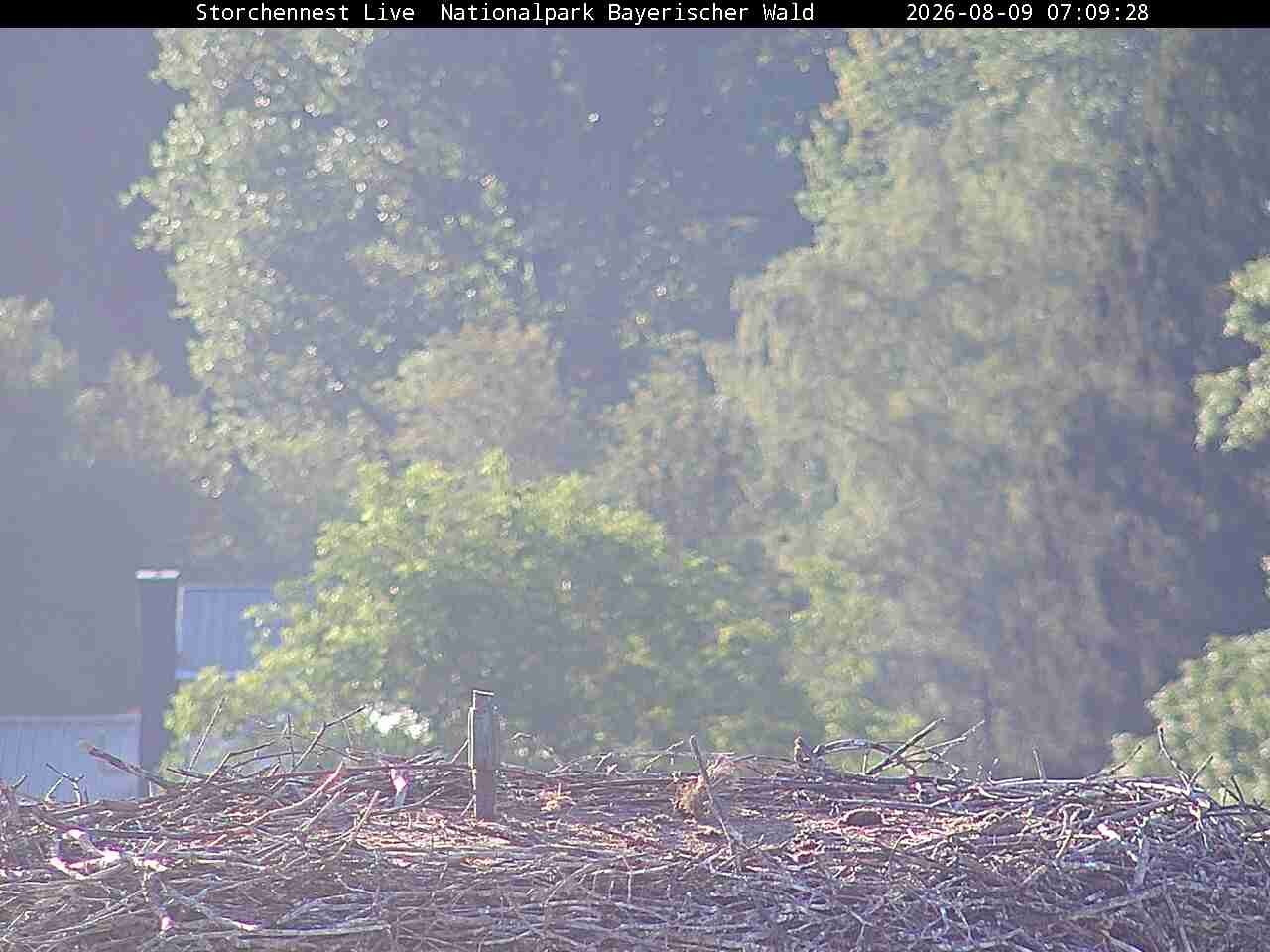 Archiv Foto Webcam Nationalpark Bayerischer Wald - Storchennest - Grafenau