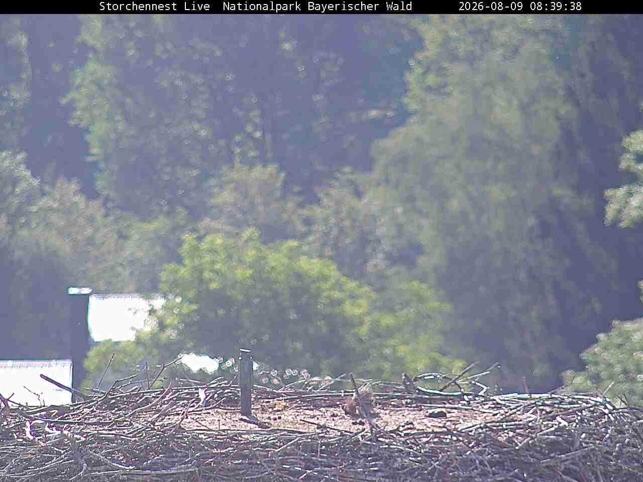 Archiv Foto Webcam Nationalpark Bayerischer Wald - Storchennest - Grafenau