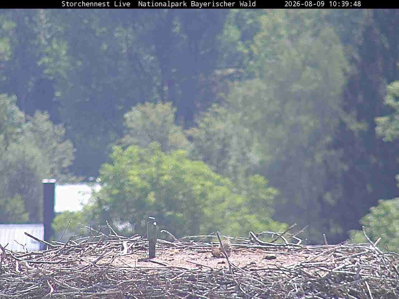 Archiv Foto Webcam Nationalpark Bayerischer Wald - Storchennest - Grafenau