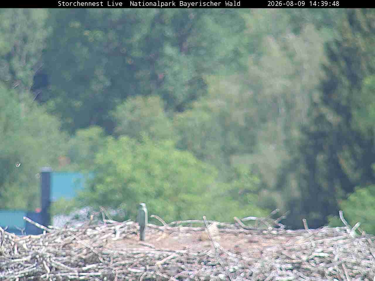Archiv Foto Webcam Nationalpark Bayerischer Wald - Storchennest - Grafenau