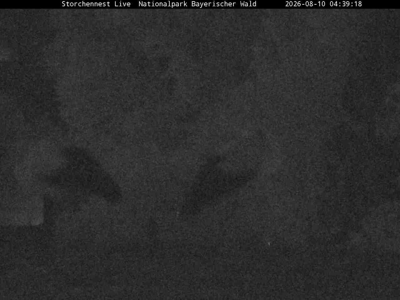 Archiv Foto Webcam Nationalpark Bayerischer Wald - Storchennest - Grafenau