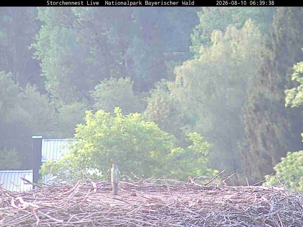 Archiv Foto Webcam Nationalpark Bayerischer Wald - Storchennest - Grafenau