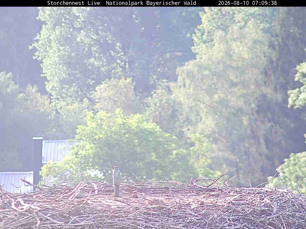 Archiv Foto Webcam Nationalpark Bayerischer Wald - Storchennest - Grafenau