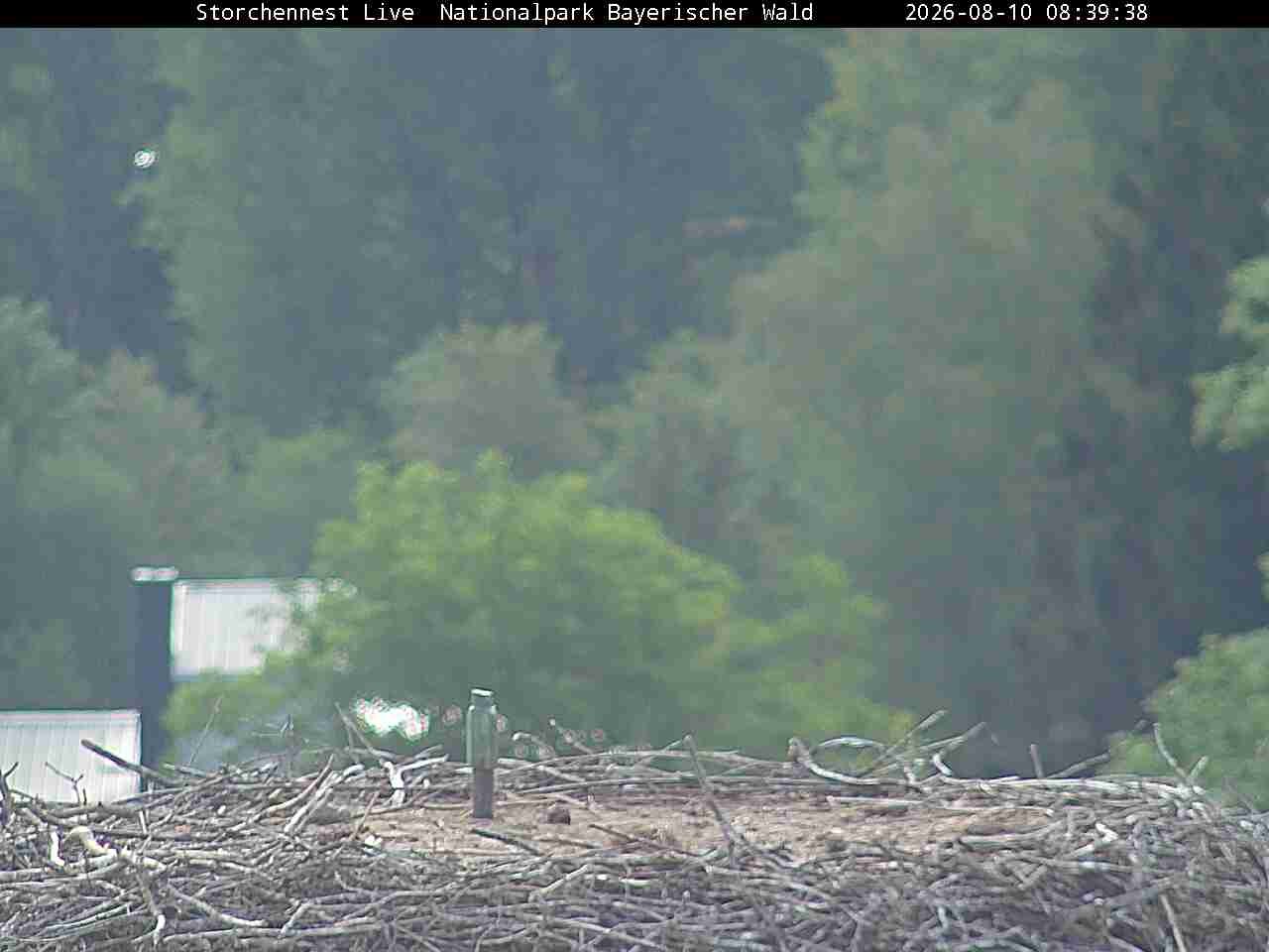 Archiv Foto Webcam Nationalpark Bayerischer Wald - Storchennest - Grafenau