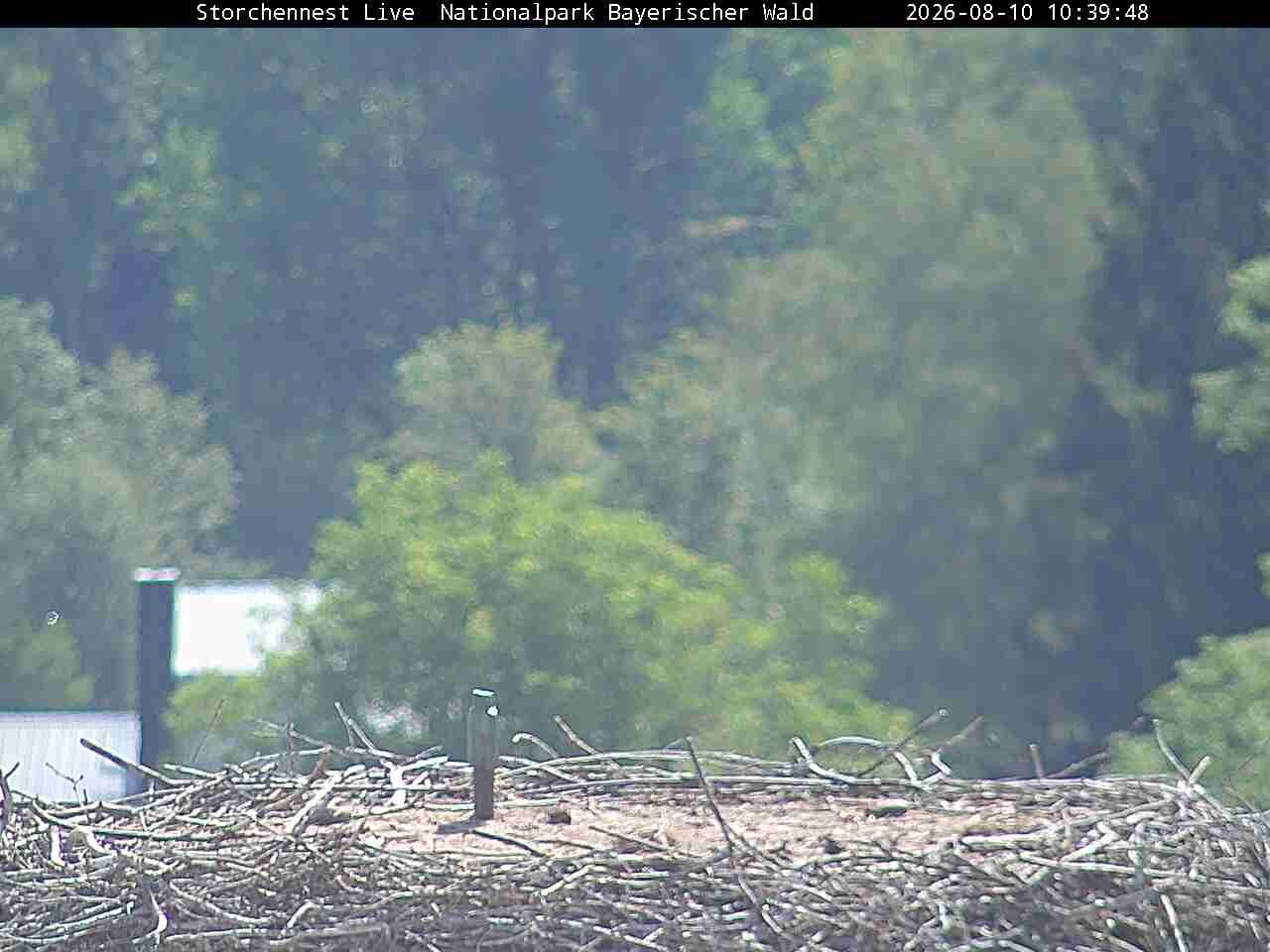 Archiv Foto Webcam Nationalpark Bayerischer Wald - Storchennest - Grafenau