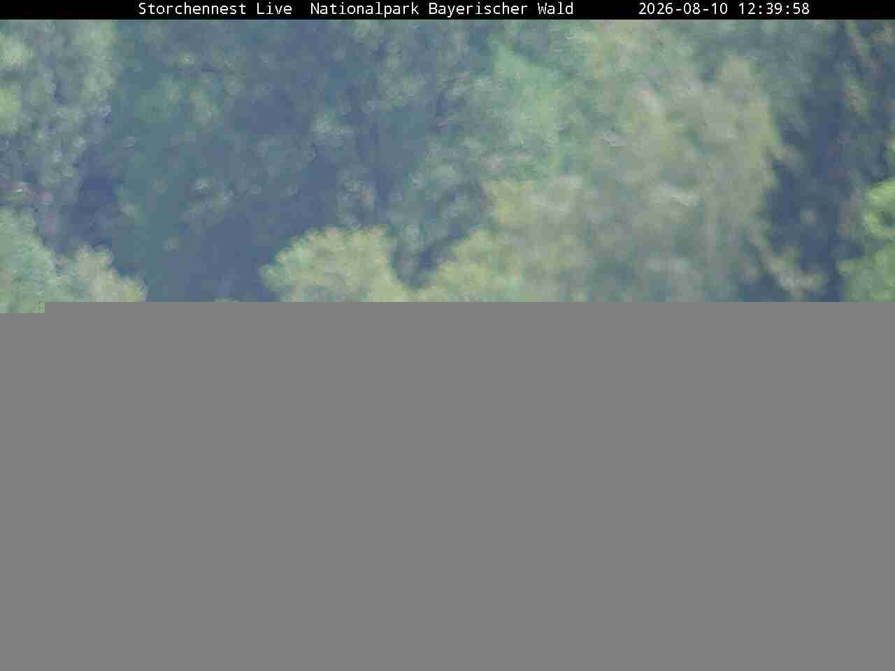 Archiv Foto Webcam Nationalpark Bayerischer Wald - Storchennest - Grafenau