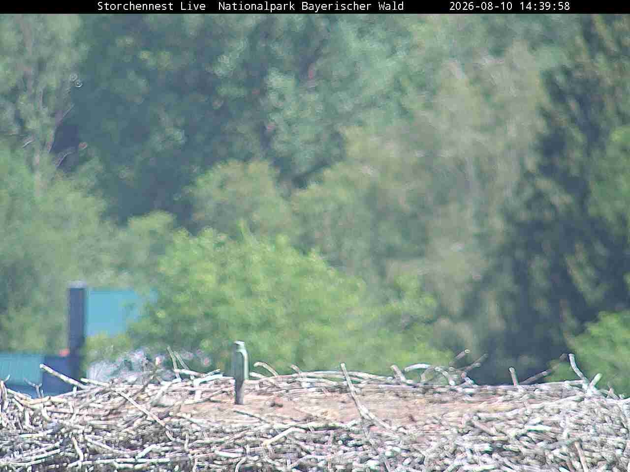 Archiv Foto Webcam Nationalpark Bayerischer Wald - Storchennest - Grafenau