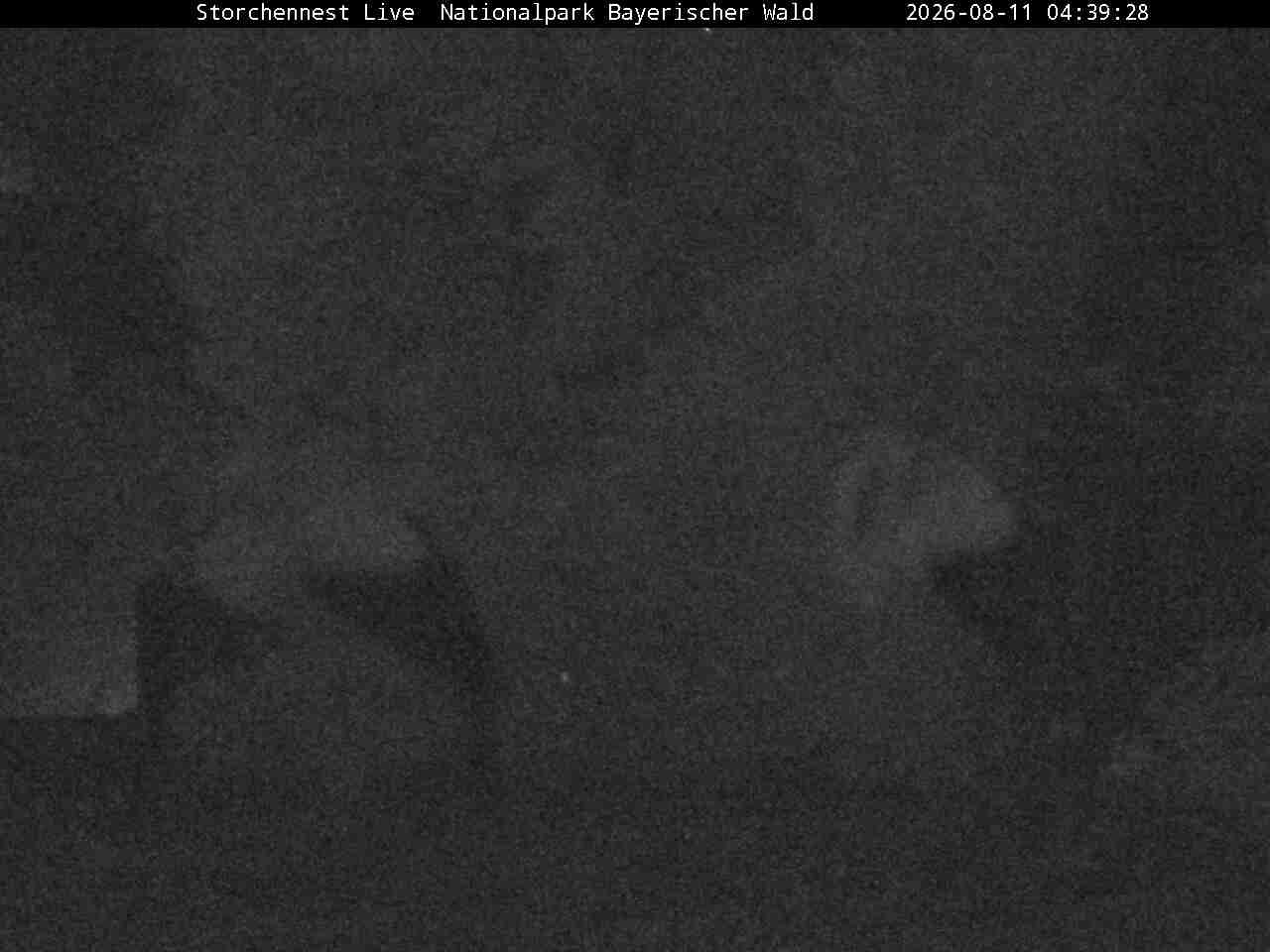 Archiv Foto Webcam Nationalpark Bayerischer Wald - Storchennest - Grafenau