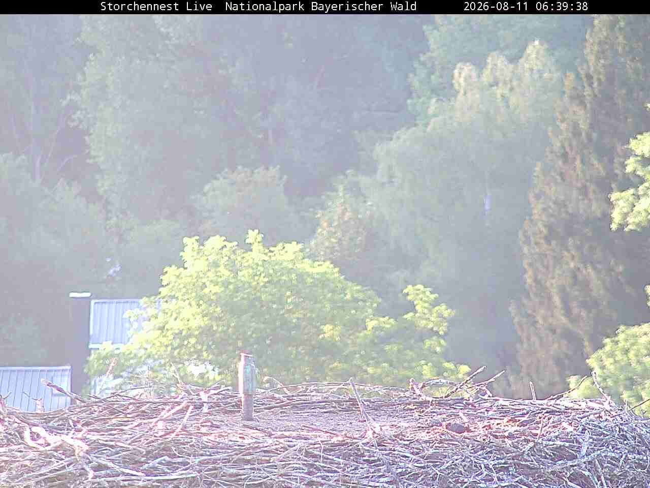 Archiv Foto Webcam Nationalpark Bayerischer Wald - Storchennest - Grafenau