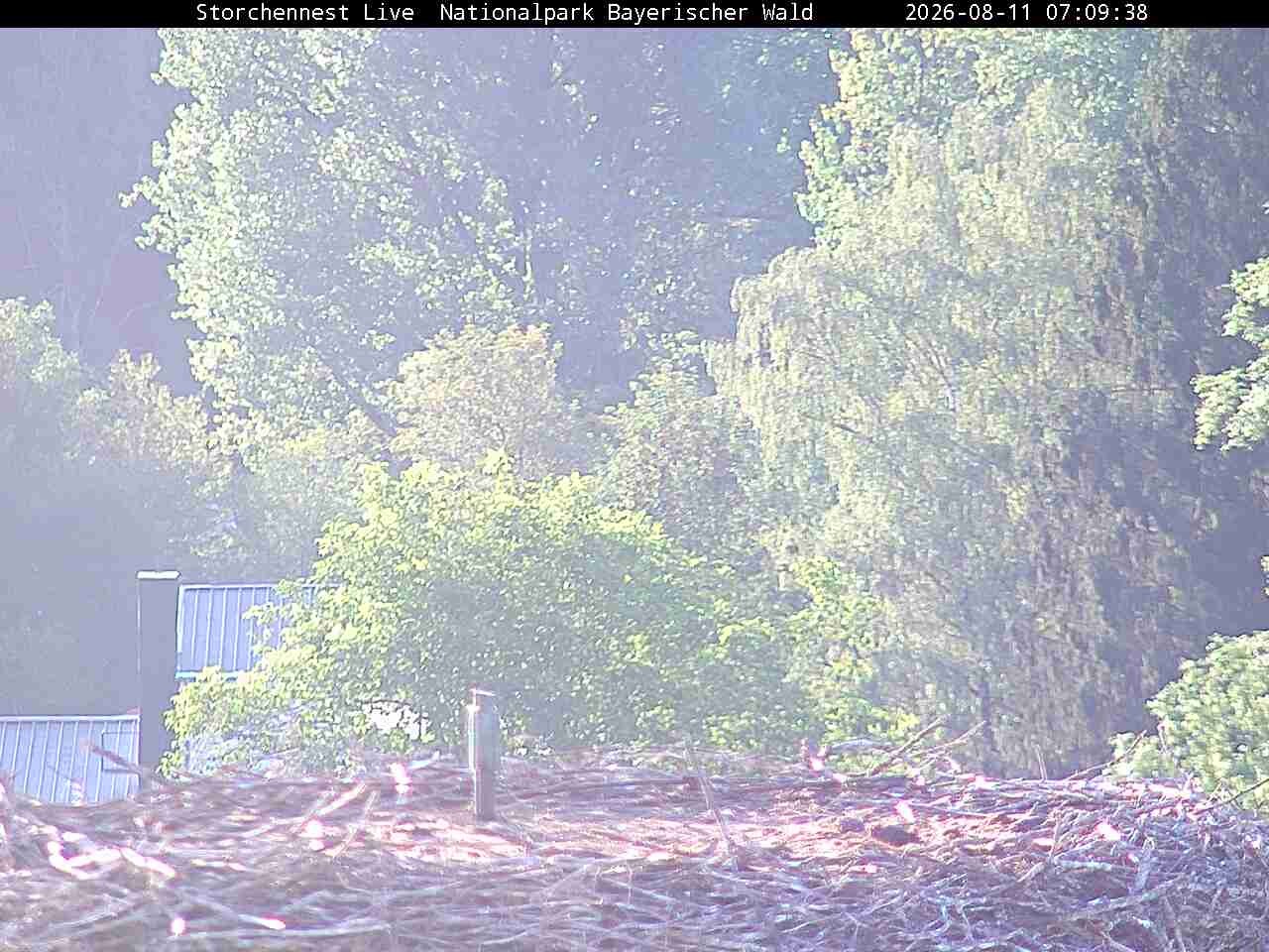 Archiv Foto Webcam Nationalpark Bayerischer Wald - Storchennest - Grafenau