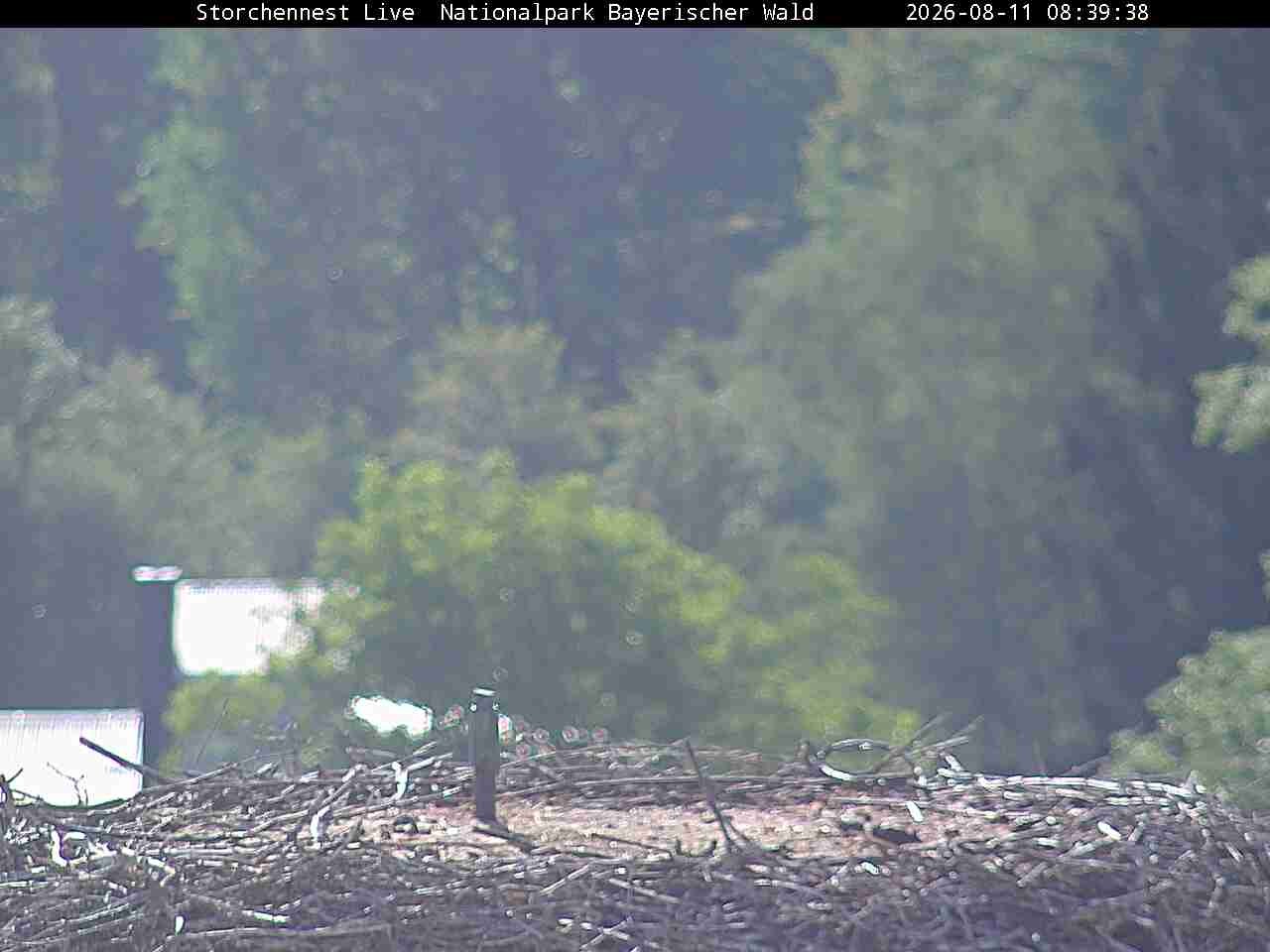 Archiv Foto Webcam Nationalpark Bayerischer Wald - Storchennest - Grafenau