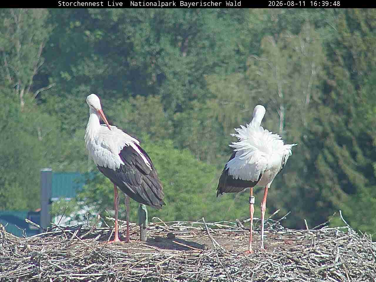 Archiv Foto Webcam Nationalpark Bayerischer Wald - Storchennest - Grafenau