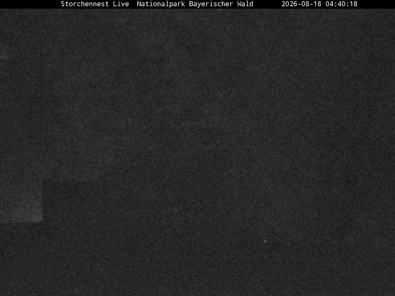 Archiv Foto Webcam Nationalpark Bayerischer Wald - Storchennest - Grafenau
