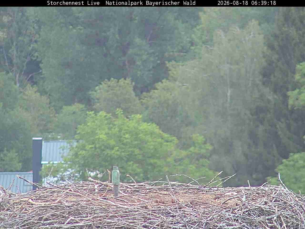 Archiv Foto Webcam Nationalpark Bayerischer Wald - Storchennest - Grafenau
