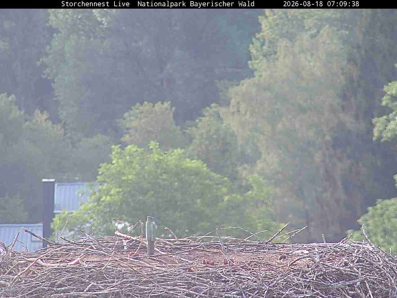 Archiv Foto Webcam Nationalpark Bayerischer Wald - Storchennest - Grafenau