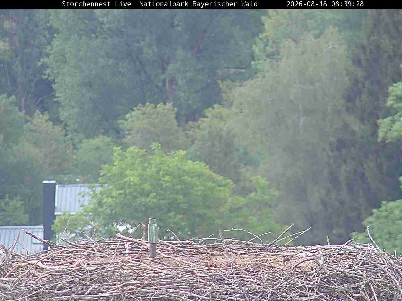 Archiv Foto Webcam Nationalpark Bayerischer Wald - Storchennest - Grafenau