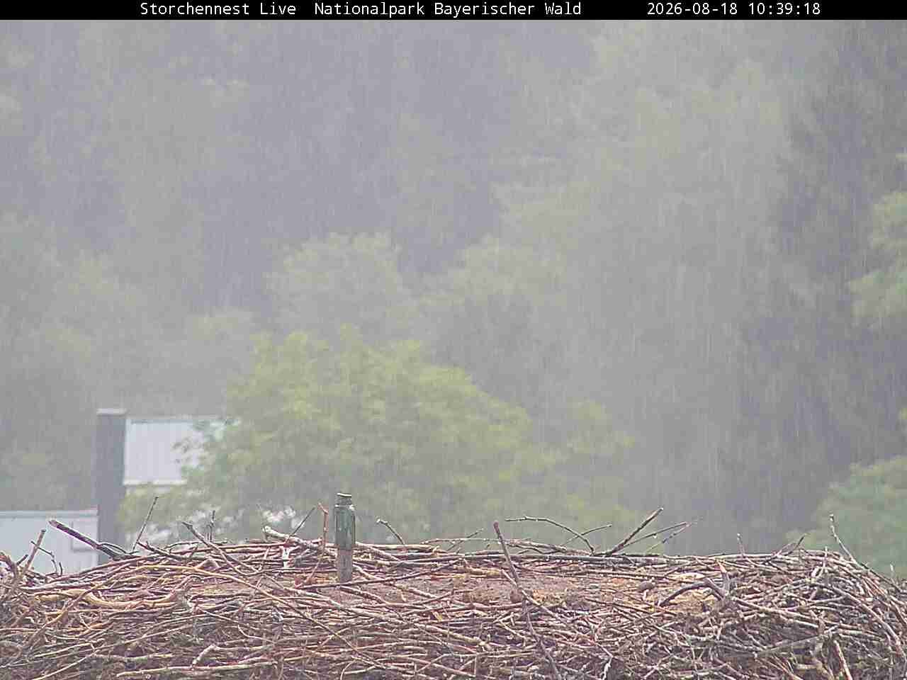 Archiv Foto Webcam Nationalpark Bayerischer Wald - Storchennest - Grafenau