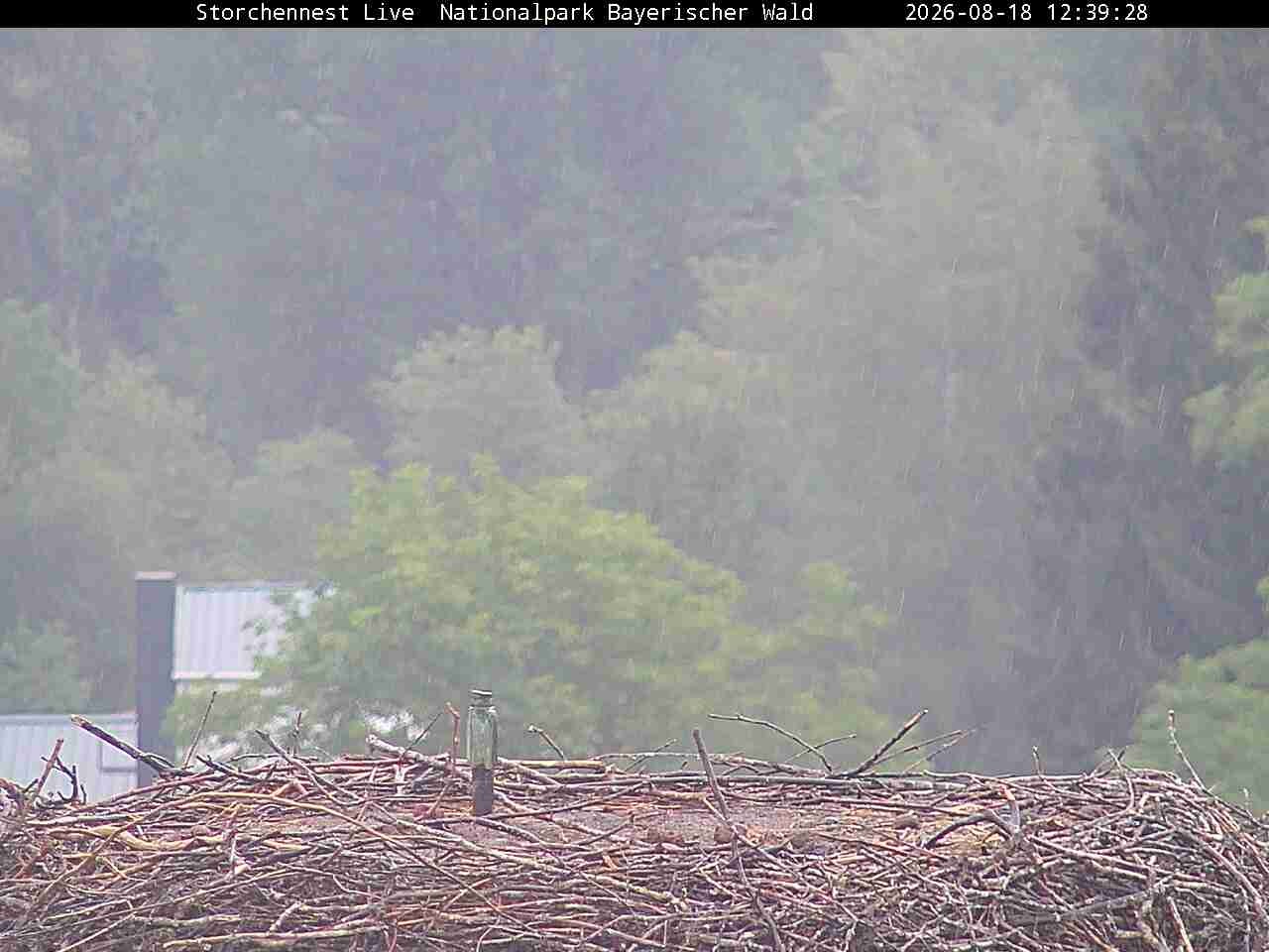 Archiv Foto Webcam Nationalpark Bayerischer Wald - Storchennest - Grafenau