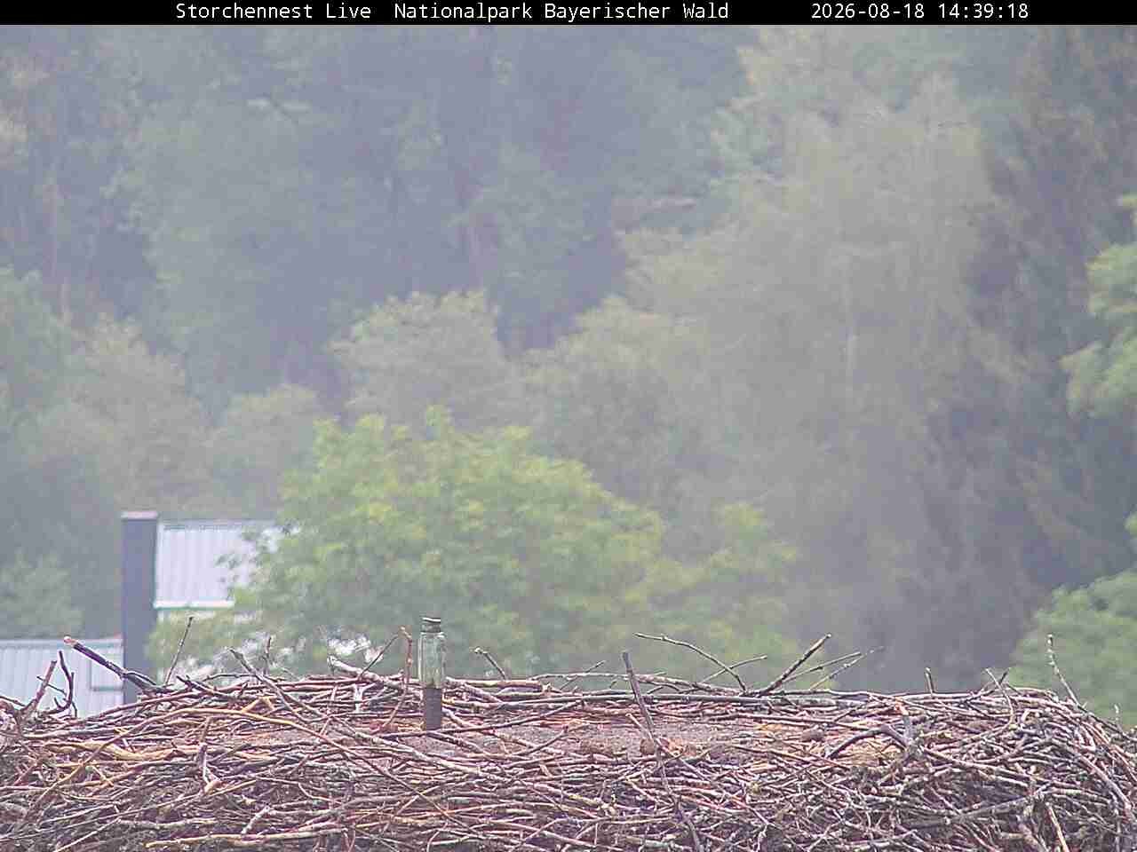 Archiv Foto Webcam Nationalpark Bayerischer Wald - Storchennest - Grafenau