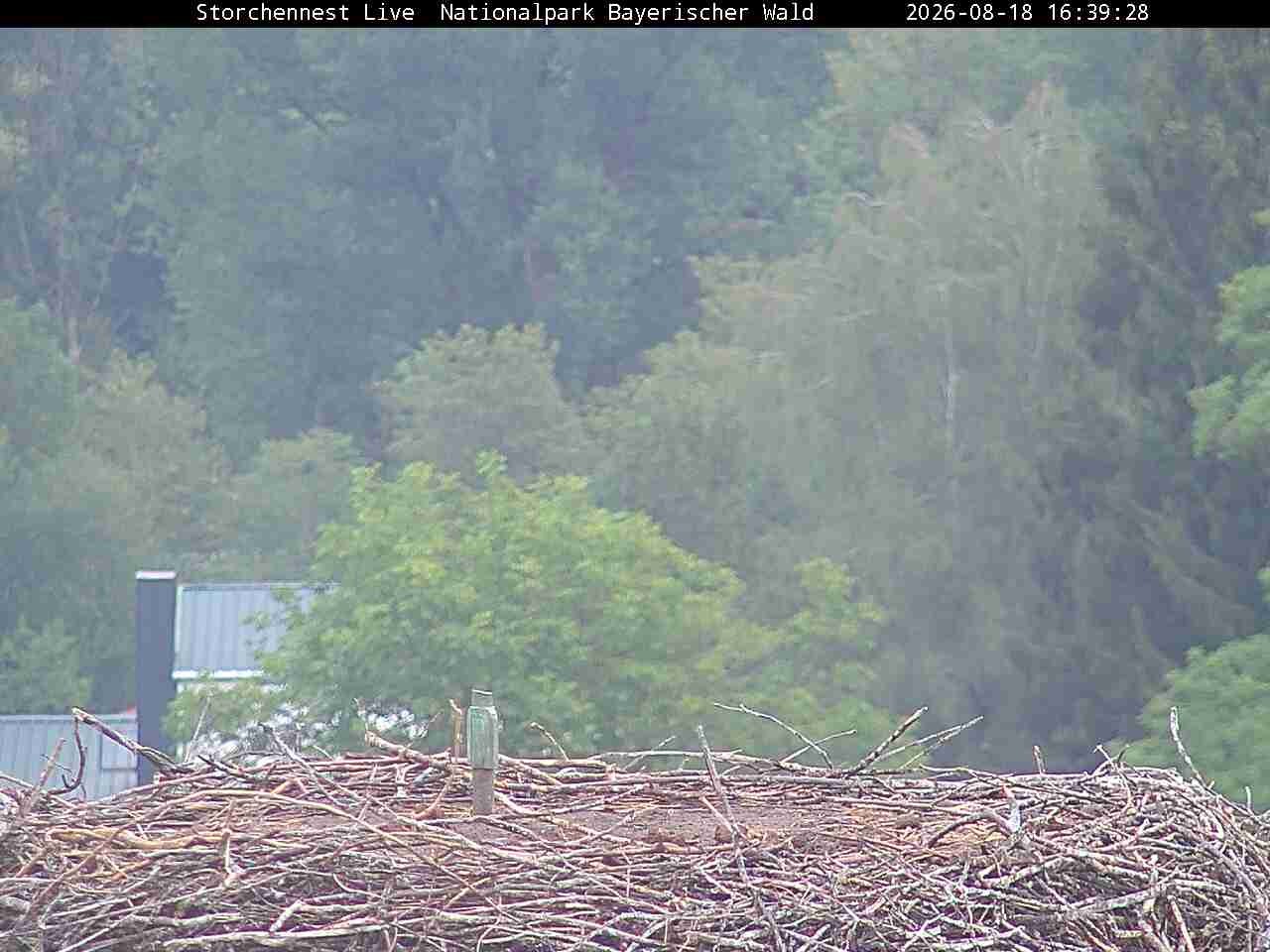 Archiv Foto Webcam Nationalpark Bayerischer Wald - Storchennest - Grafenau