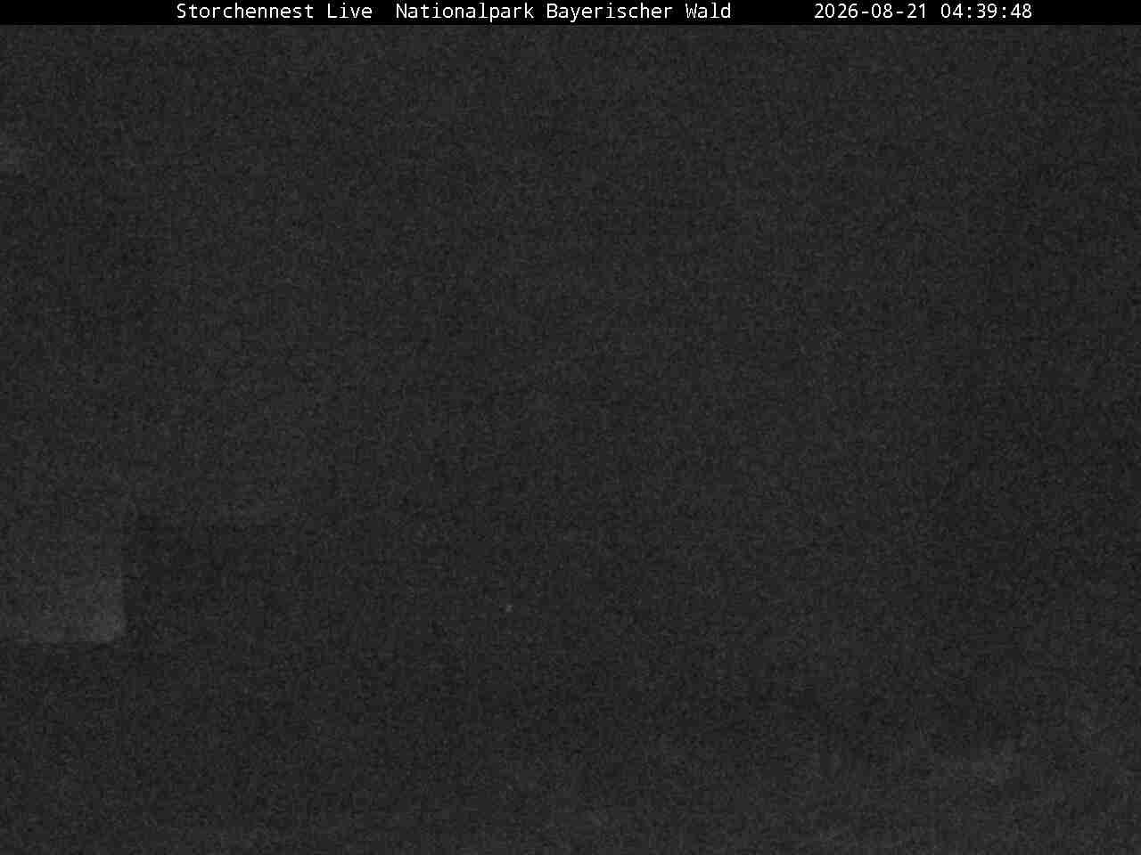 Archived image Webcam Bavarian Forest National Park - Stork Nest