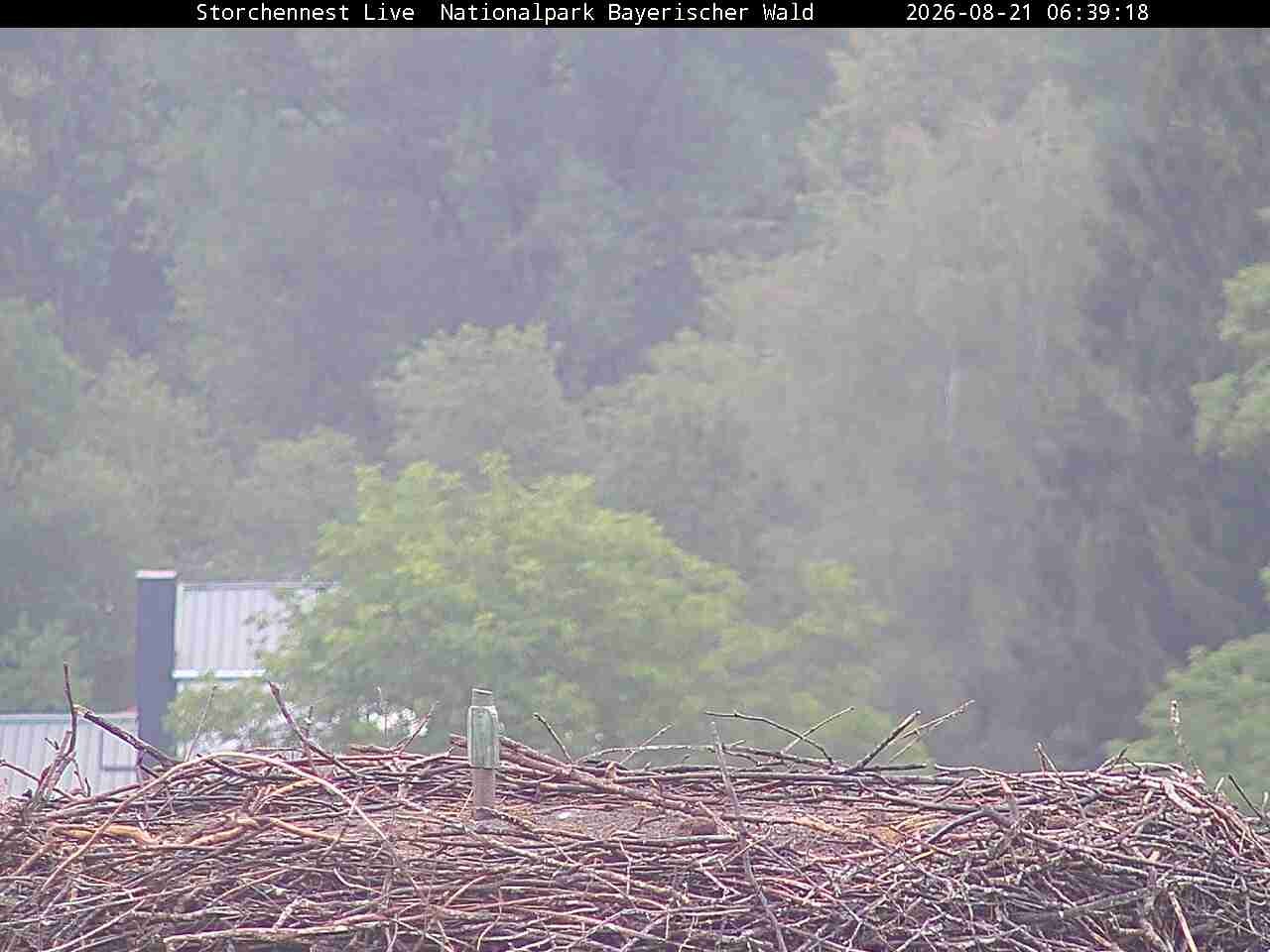 Archived image Webcam Bavarian Forest National Park - Stork Nest
