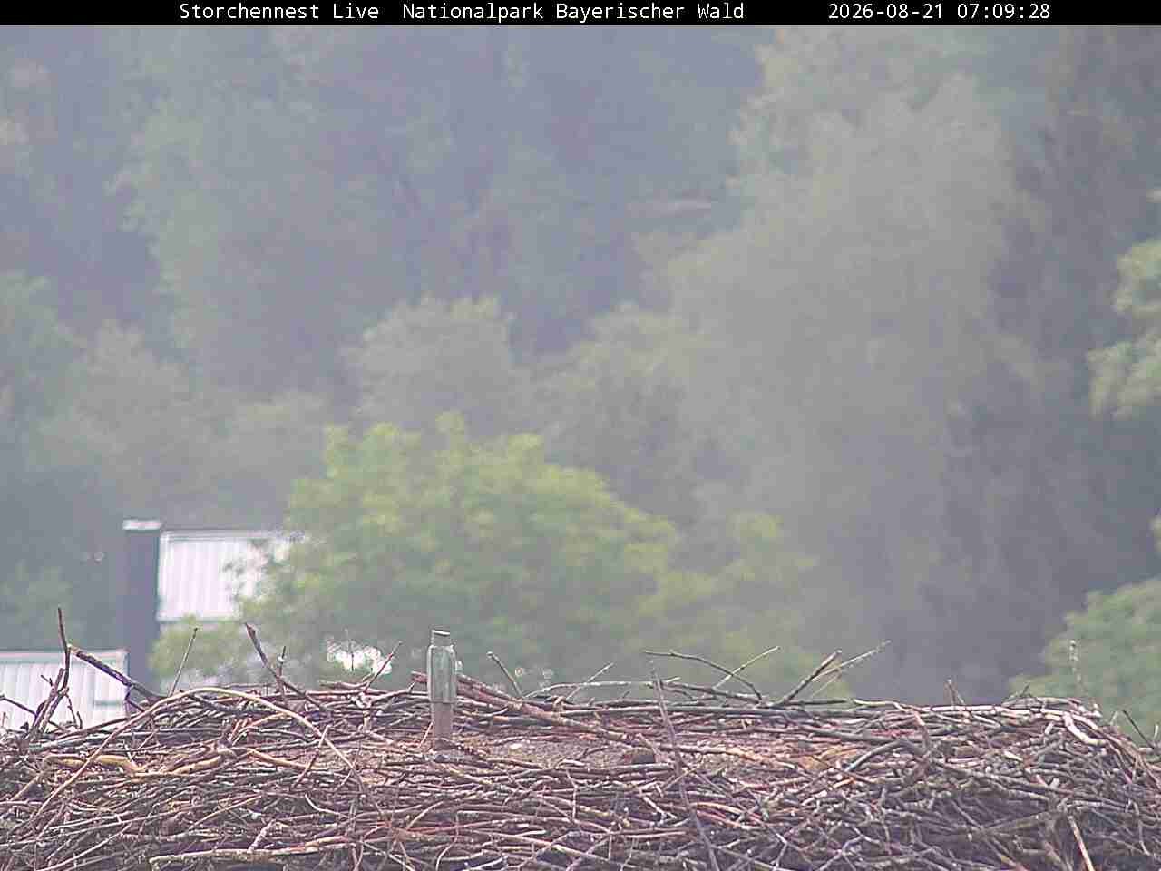 Archived image Webcam Bavarian Forest National Park - Stork Nest