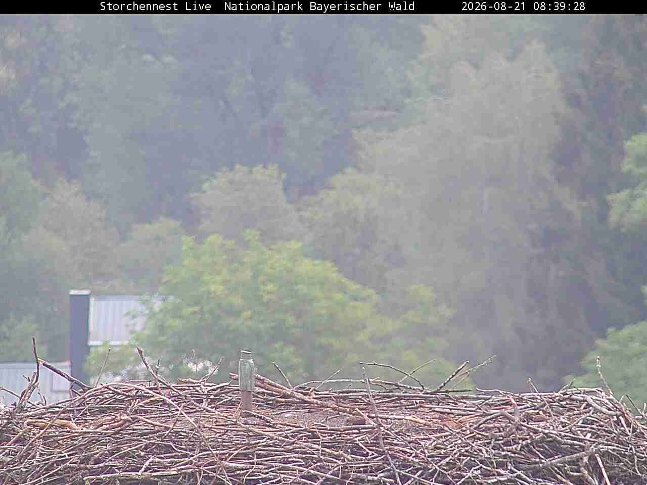 Archived image Webcam Bavarian Forest National Park - Stork Nest
