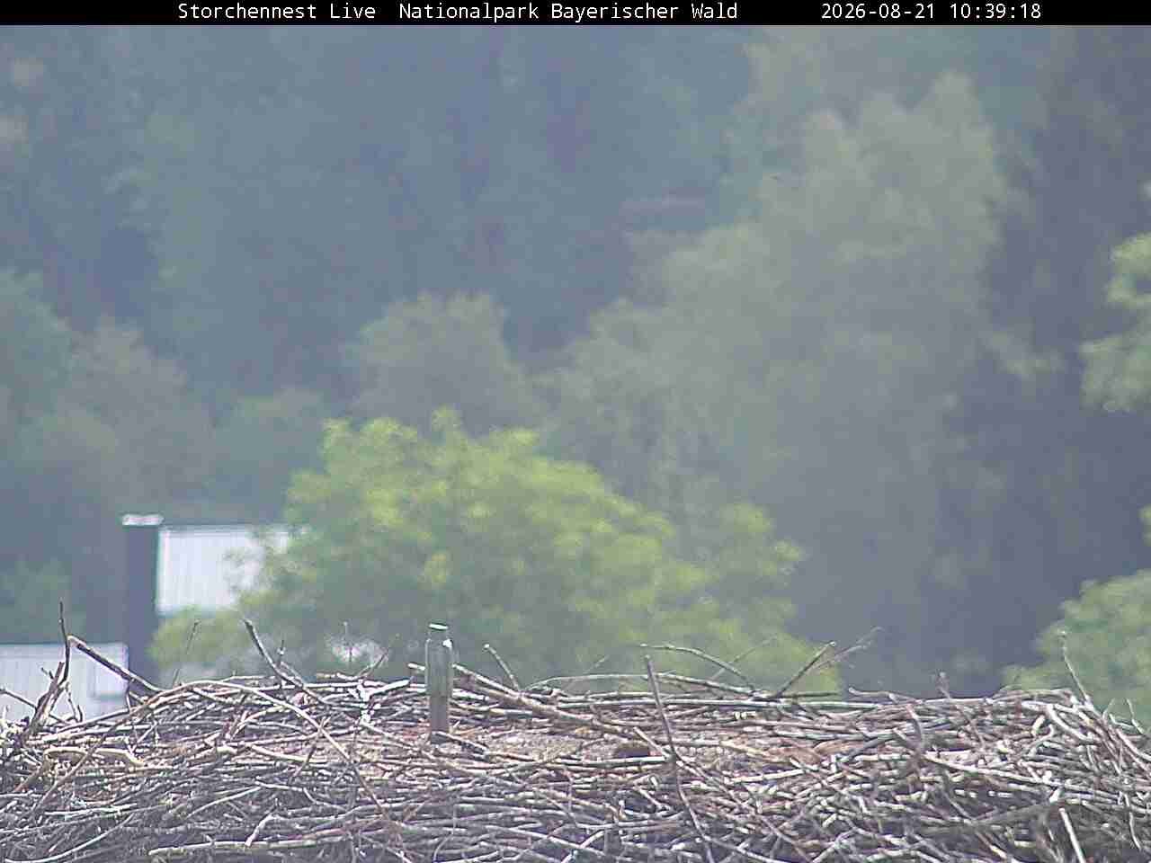 Archived image Webcam Bavarian Forest National Park - Stork Nest
