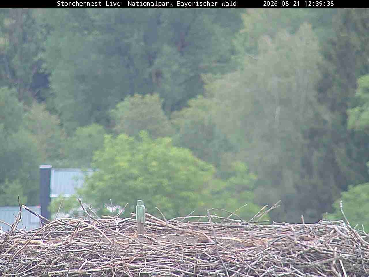Archived image Webcam Bavarian Forest National Park - Stork Nest