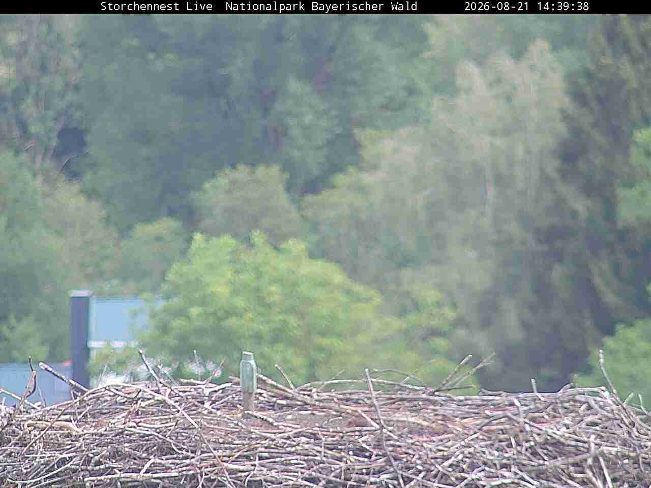 Archived image Webcam Bavarian Forest National Park - Stork Nest