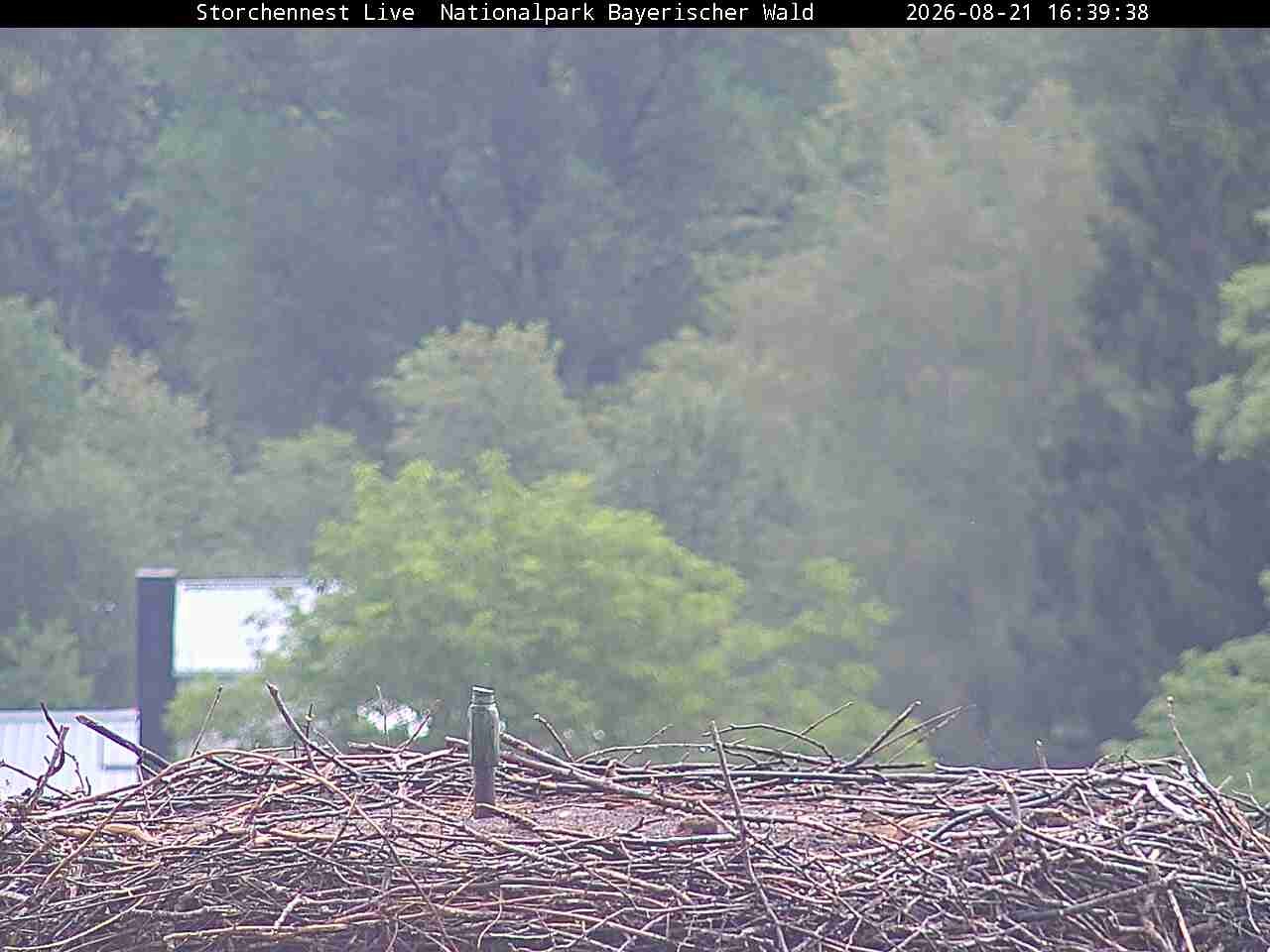 Archived image Webcam Bavarian Forest National Park - Stork Nest