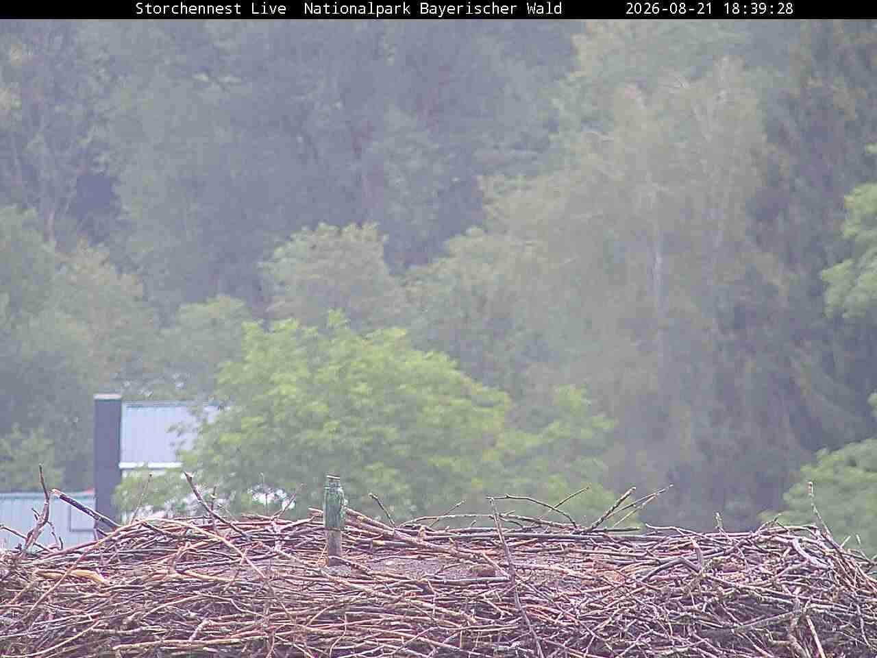 Archived image Webcam Bavarian Forest National Park - Stork Nest