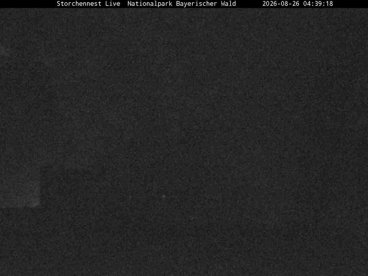 Archiv Foto Webcam Nationalpark Bayerischer Wald - Storchennest - Grafenau