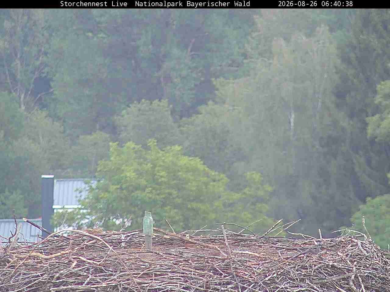 Archiv Foto Webcam Nationalpark Bayerischer Wald - Storchennest - Grafenau