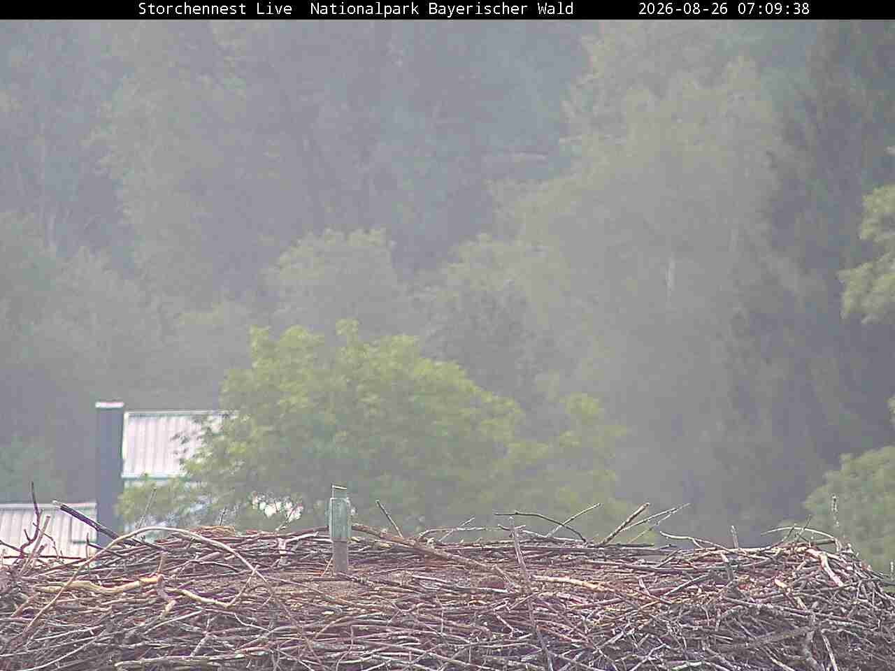 Archiv Foto Webcam Nationalpark Bayerischer Wald - Storchennest - Grafenau