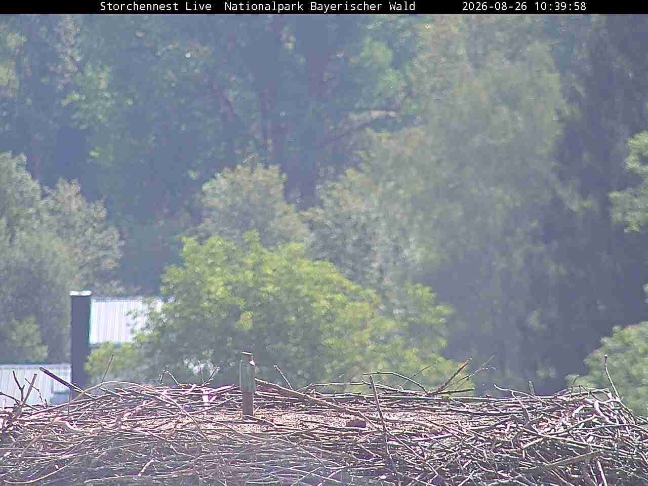Archiv Foto Webcam Nationalpark Bayerischer Wald - Storchennest - Grafenau