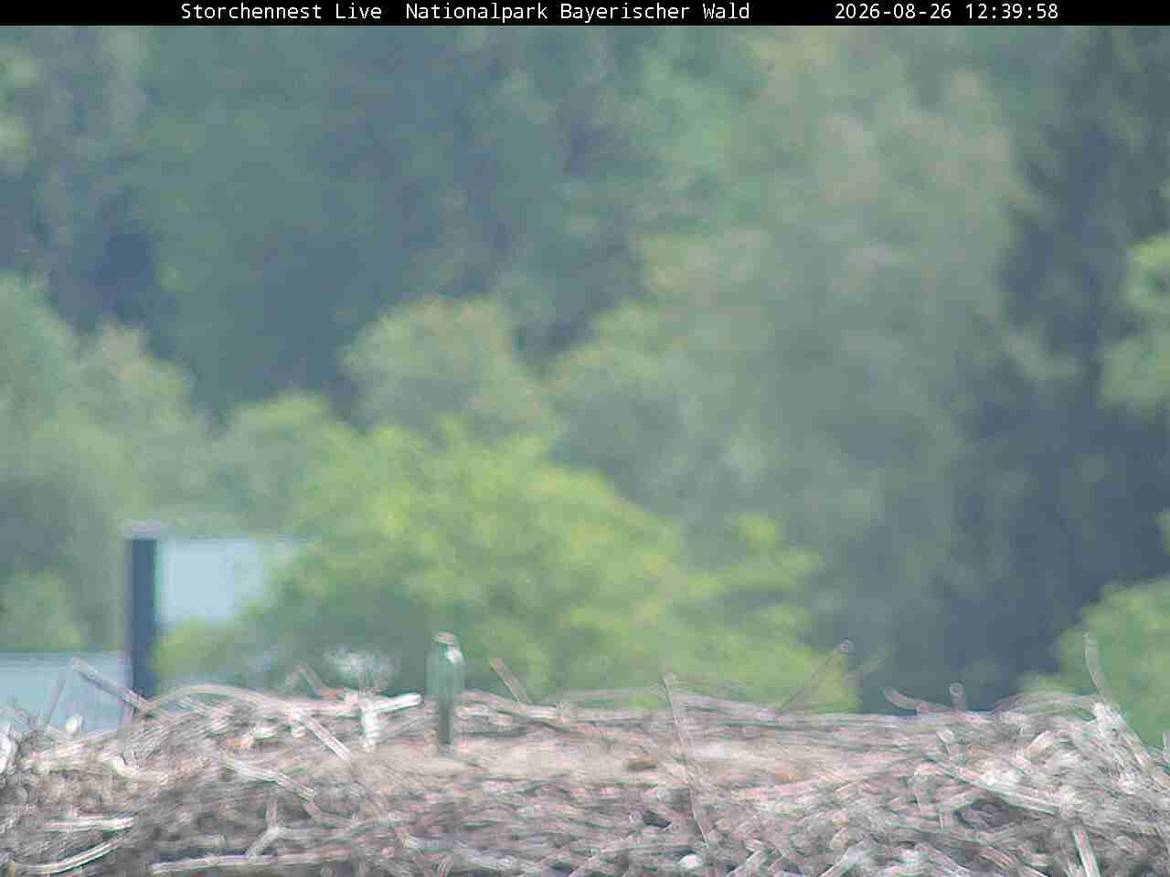 Archiv Foto Webcam Nationalpark Bayerischer Wald - Storchennest - Grafenau