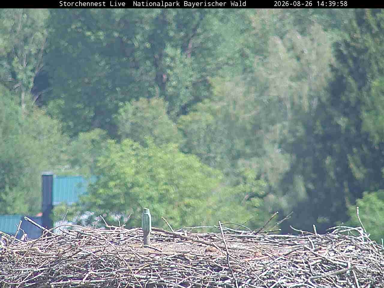 Archiv Foto Webcam Nationalpark Bayerischer Wald - Storchennest - Grafenau